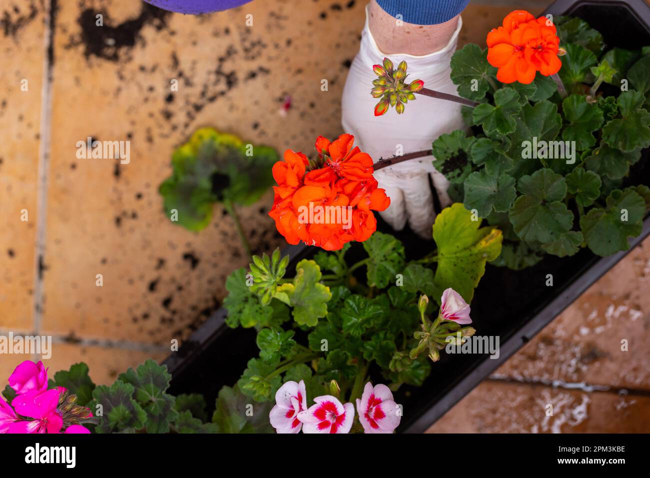 Planting peargonium and other potted flowers for balcony decoration. Spring arranging gardens and decorating balconies. Stock Photo