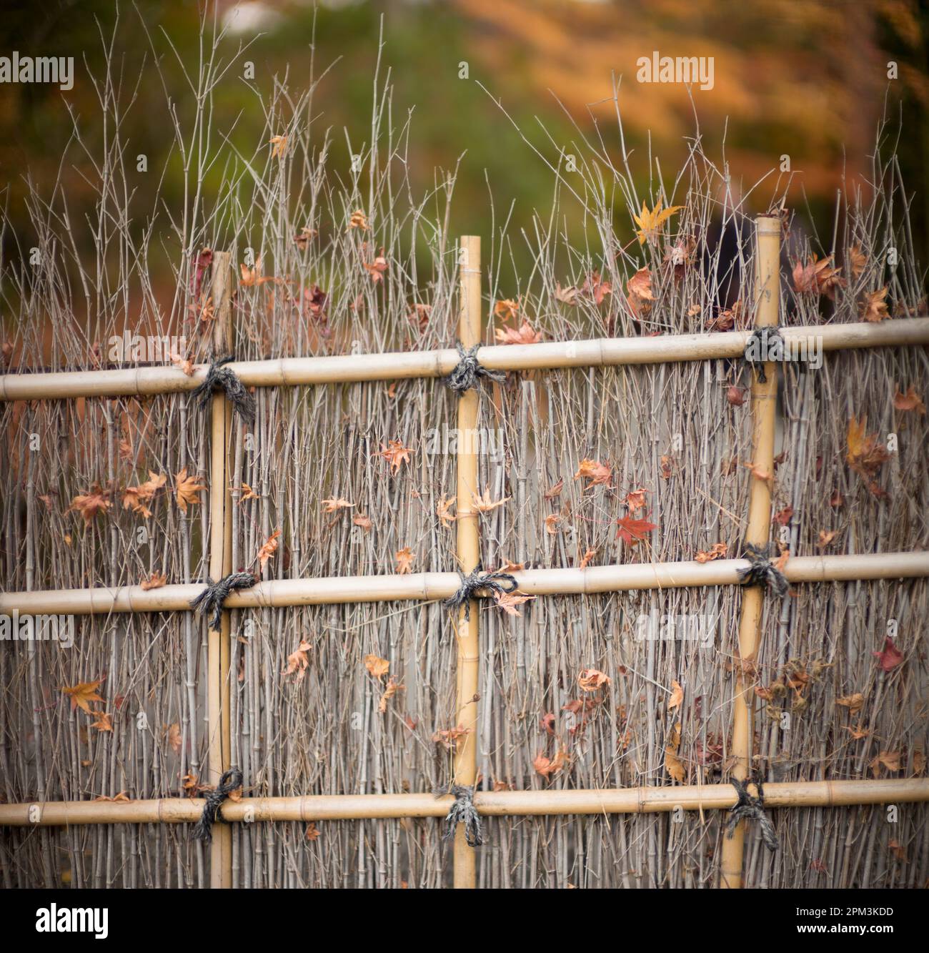 Bamboo garden screen, Kawaguchi, Japan Stock Photo Alamy