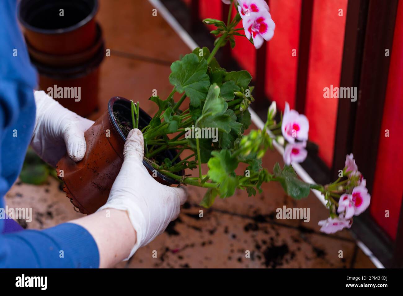 Planting peargonium and other potted flowers for balcony decoration. Spring arranging gardens and decorating balconies. Stock Photo