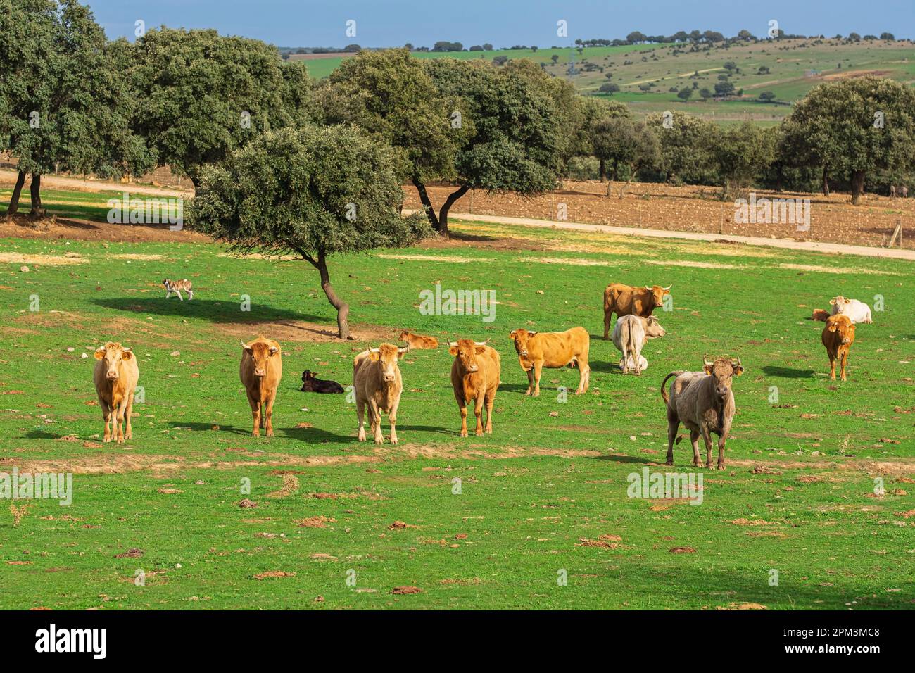 Community farming practice hi-res stock photography and images - Alamy