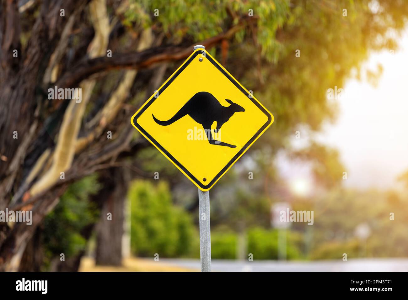 Iconic yellow and black sign warning of kangaroos in the vicinity ...