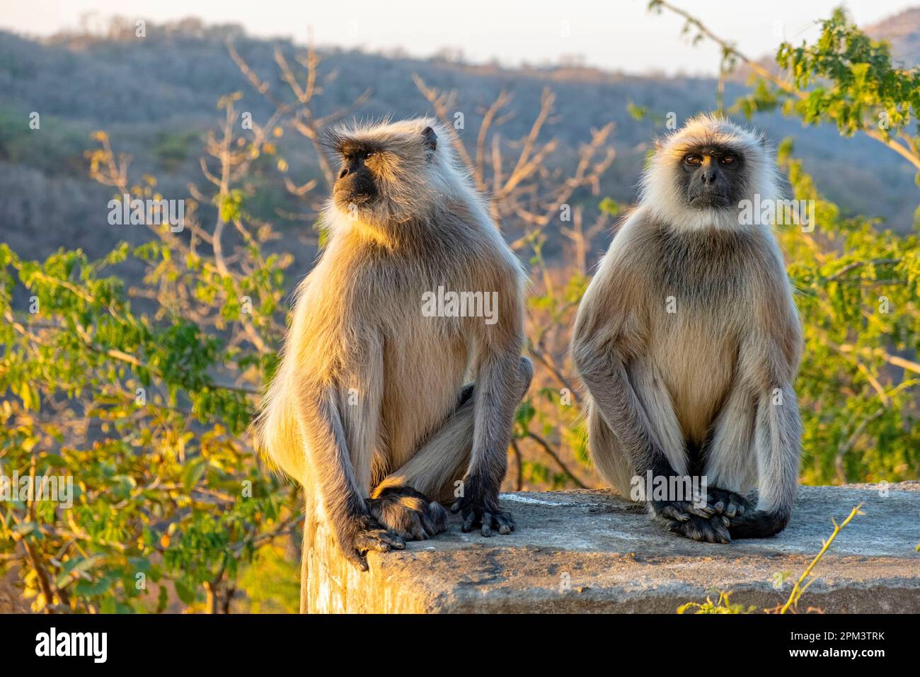 India, Rajasthan state, Deogarh, two monkeys Stock Photo - Alamy