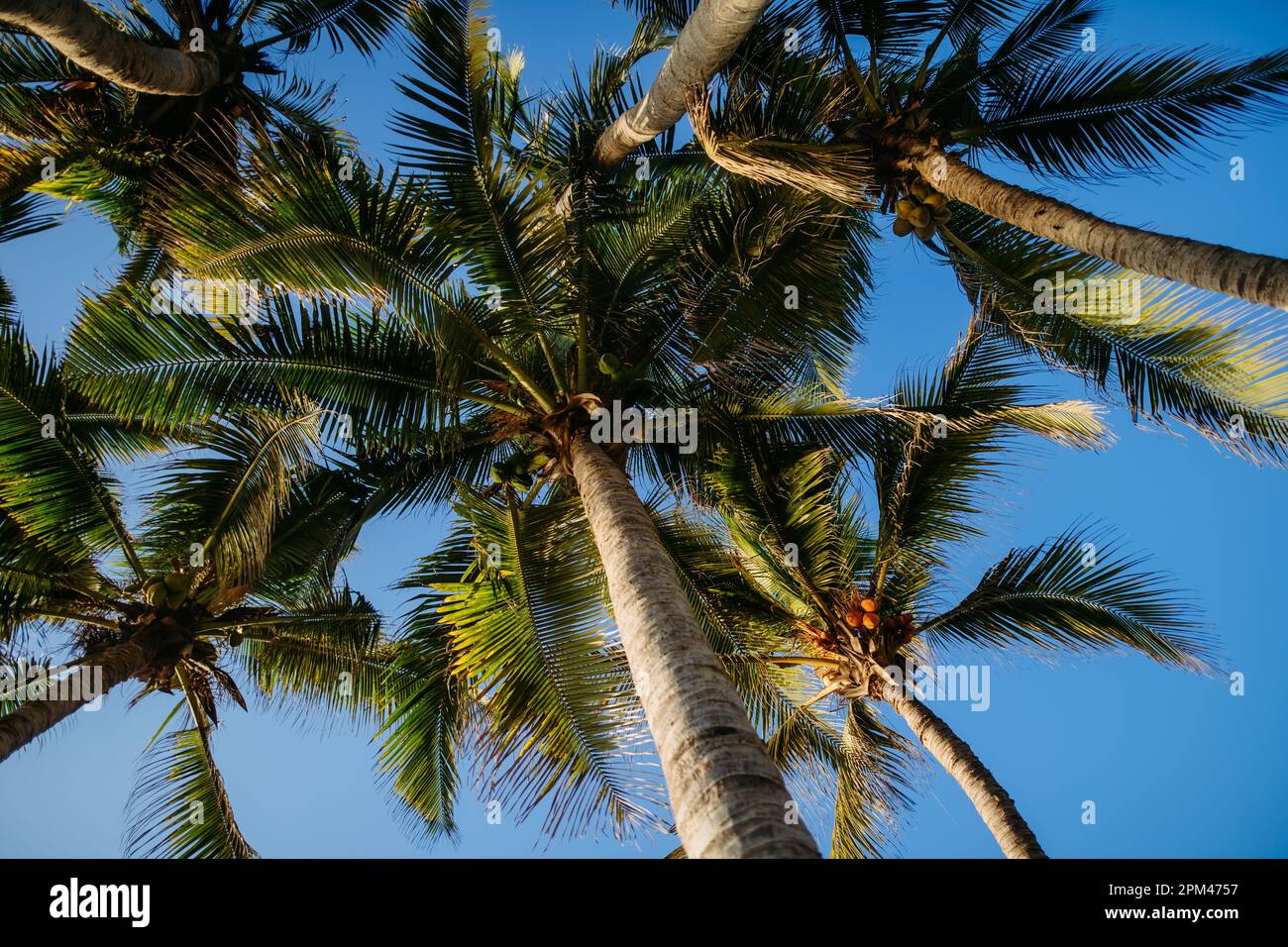 Low angle view of palm trees, sunny weather Stock Photo - Alamy