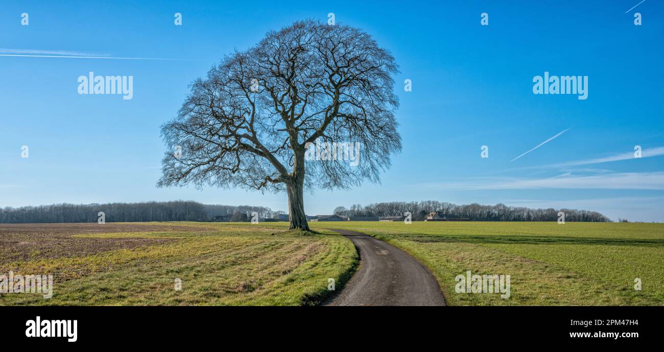 Lone tree with track in the Cotswolds, Gloucestershire, United Kingdom Stock Photo