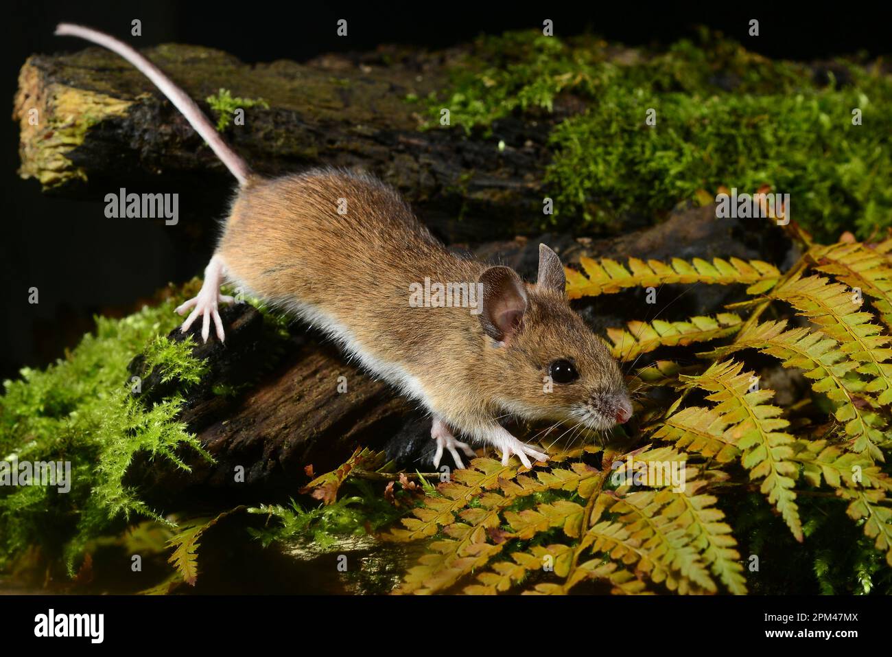 Little native mouse hi-res stock photography and images - Alamy