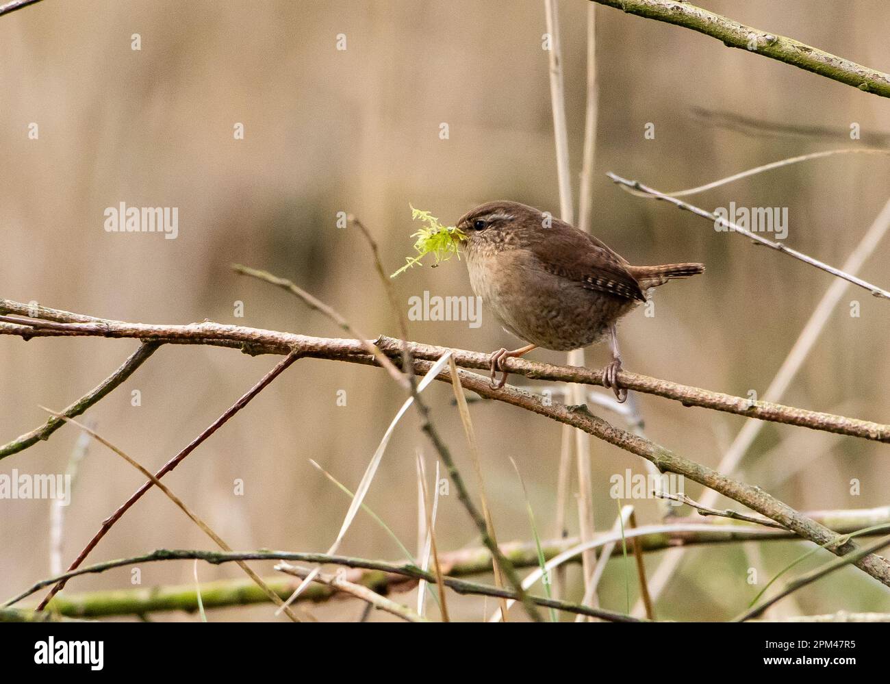 A wren collecting moss for nesting, Leighton Moss, Carnforth, Lancashire. Stock Photo