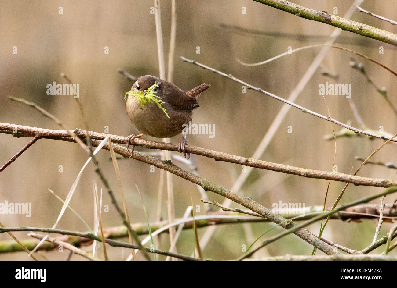 A wren collecting moss for nesting, Leighton Moss, Carnforth, Lancashire. Stock Photo