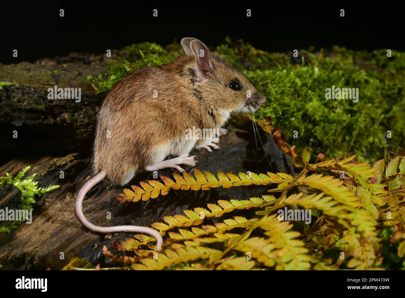 Little native mouse hi-res stock photography and images - Alamy