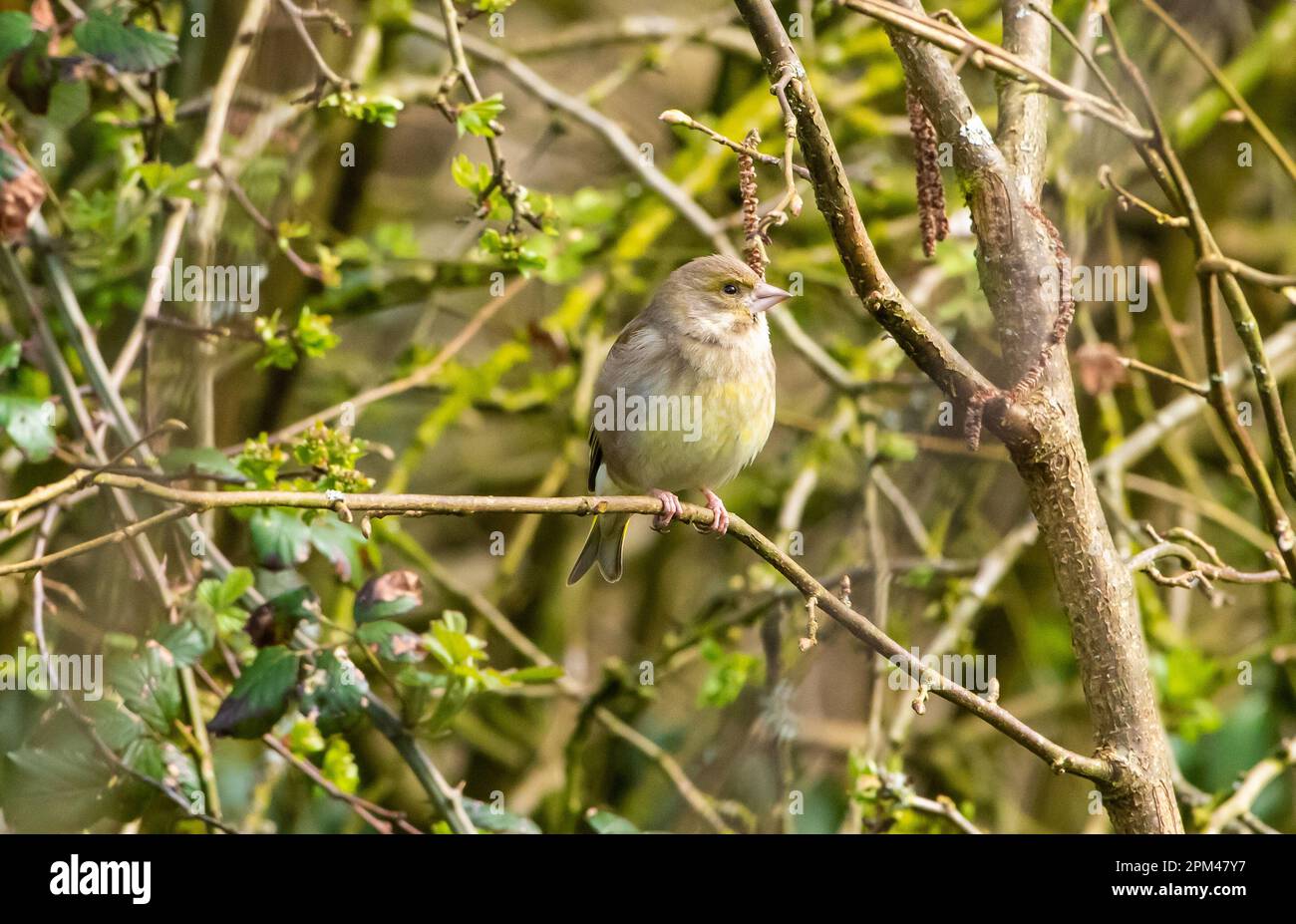 A female greenfinch at Leighton Moss, Leighton Moss, Silverdale, Carnforth, Lancashire. Stock Photo
