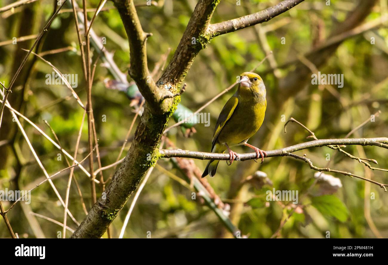 A male greenfinch at Leighton Moss, Leighton Moss, Silverdale, Carnforth, Lancashire. Stock Photo