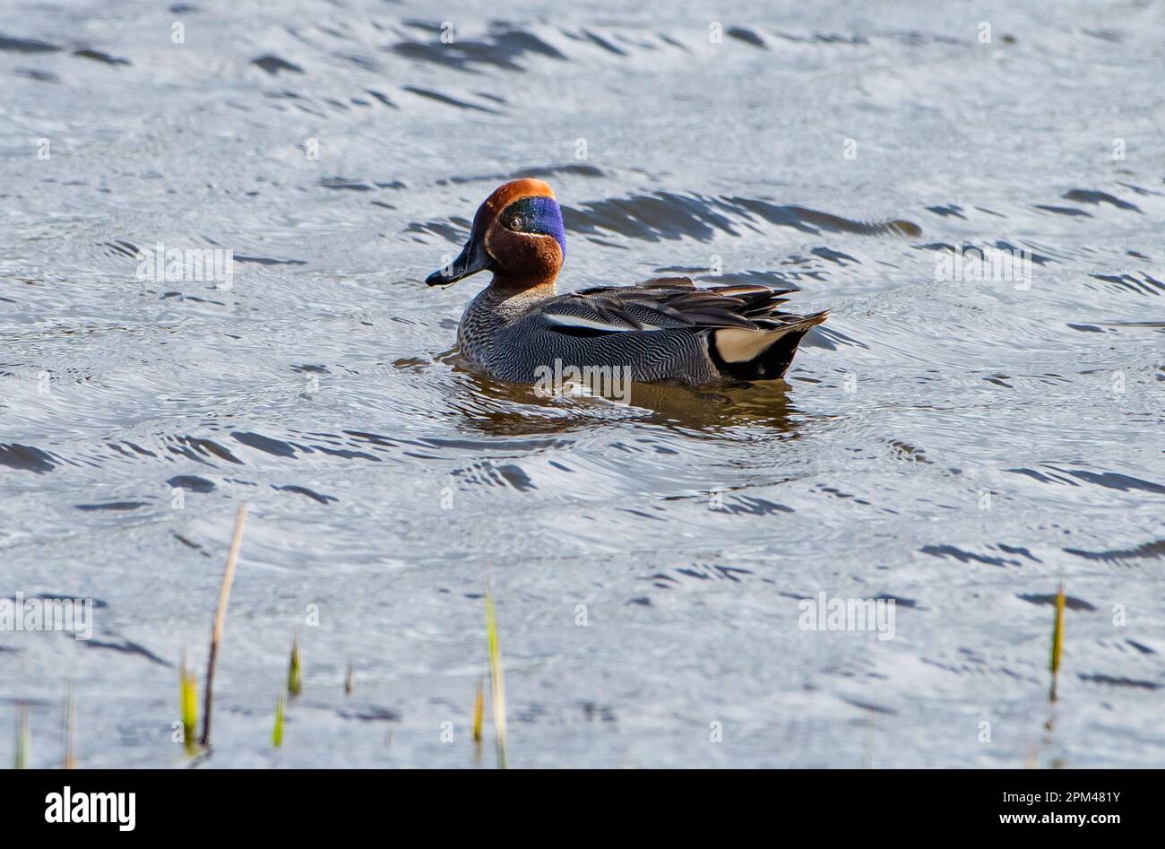 A male teal, Leighton Moss, Carnforth, Lancashire. Stock Photo
