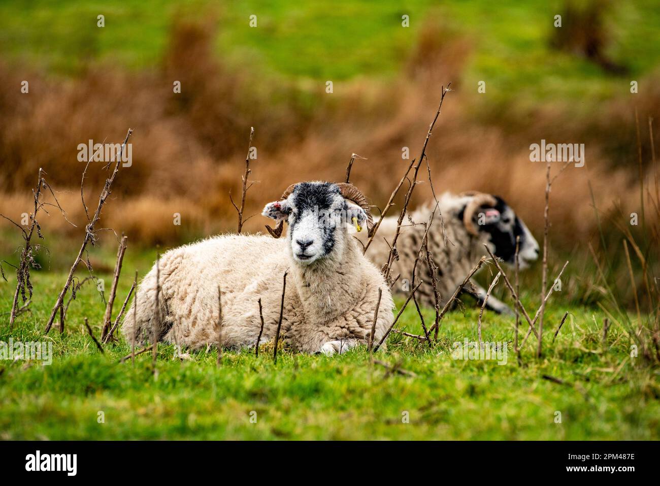 Swaledale ewes in a field, Chipping, Preston, Lancashire, UK Stock Photo