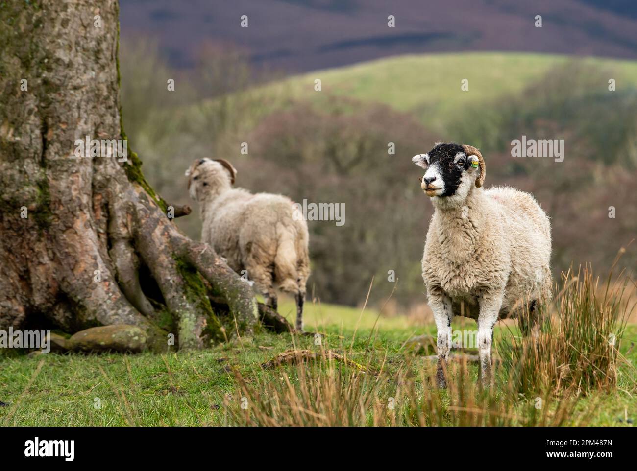 Swaledale ewes in a field, Chipping, Preston, Lancashire, UK Stock Photo