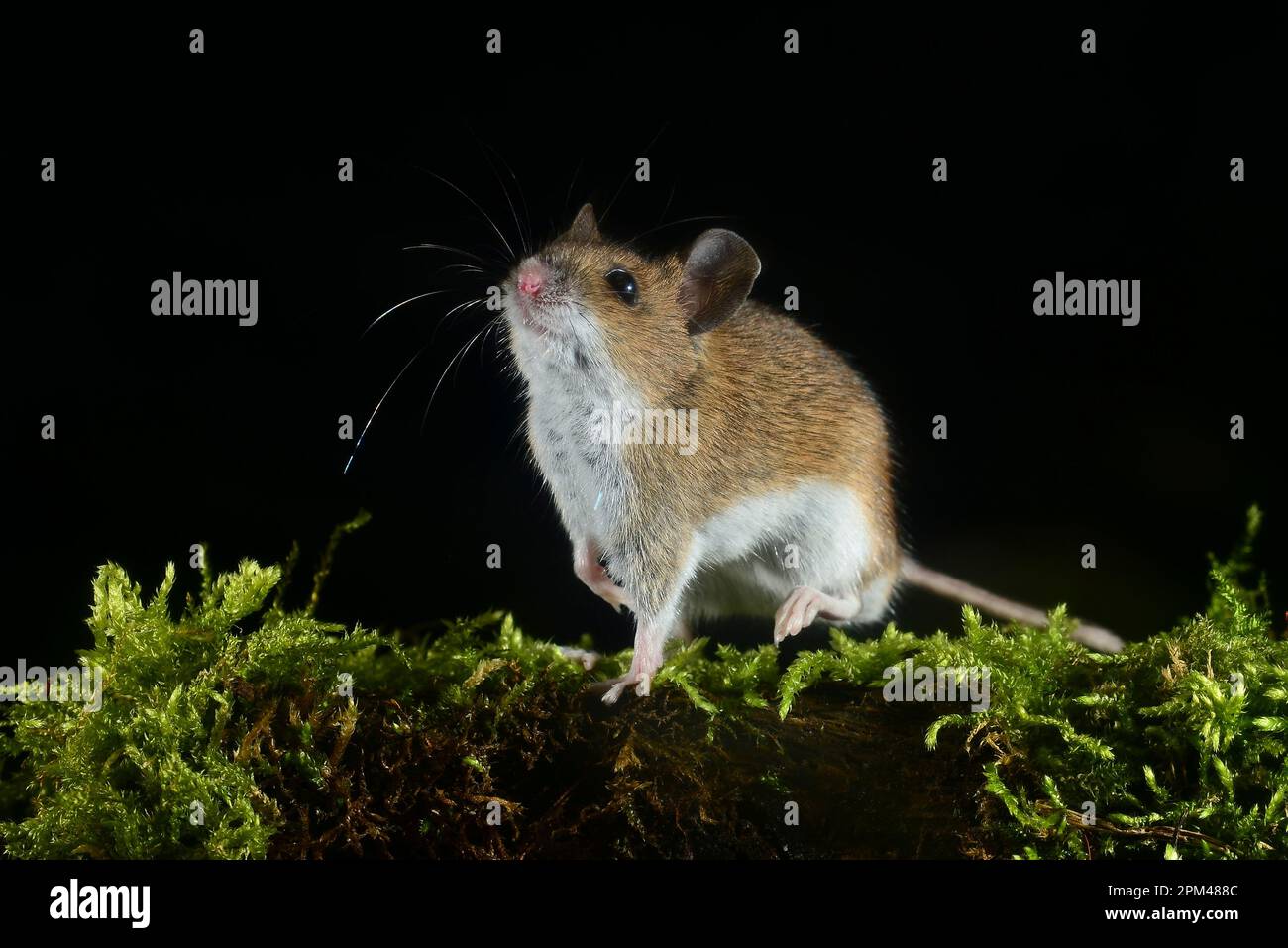 Little native mouse hi-res stock photography and images - Alamy