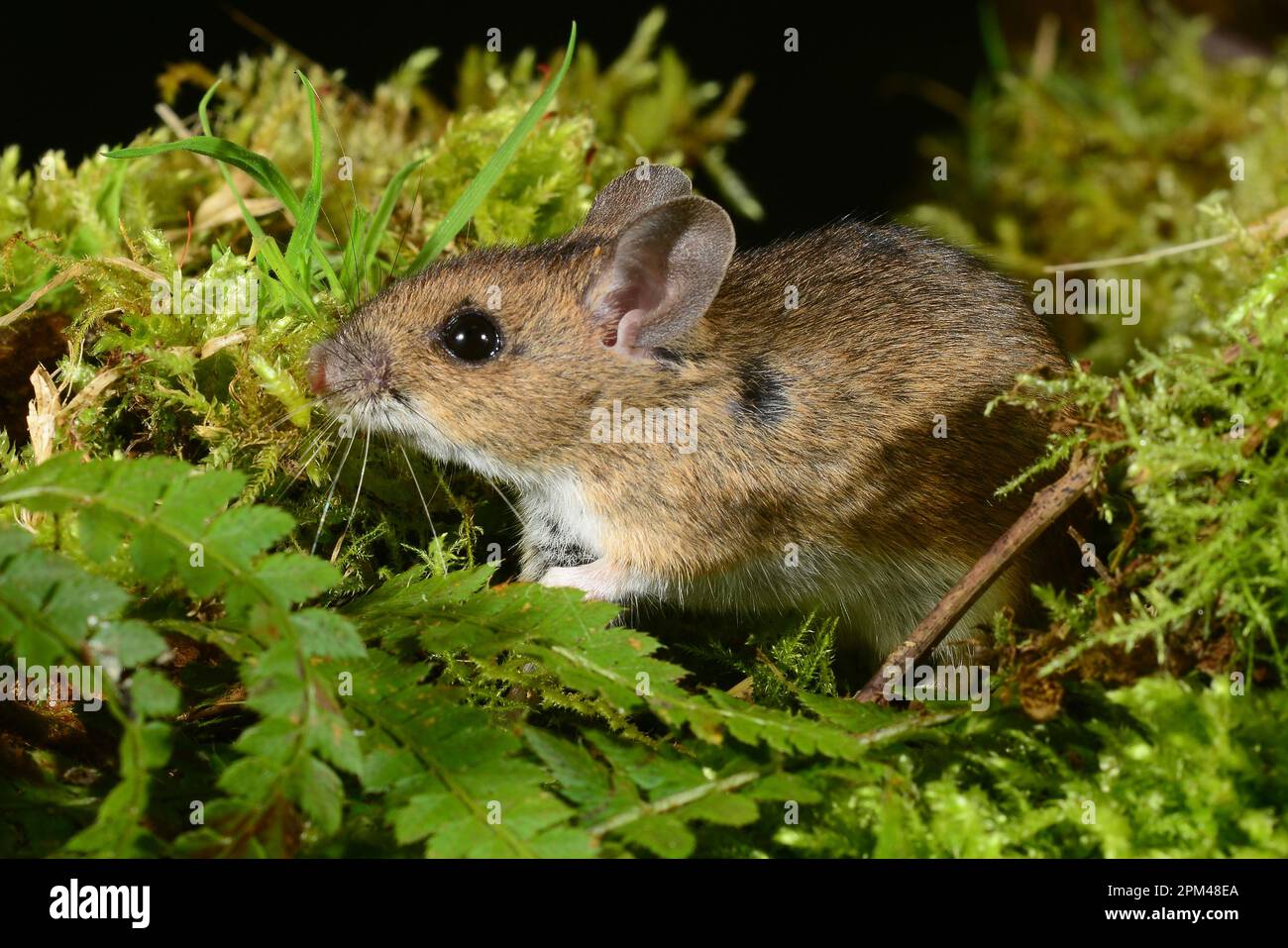 Long tailed mouse hi-res stock photography and images - Alamy