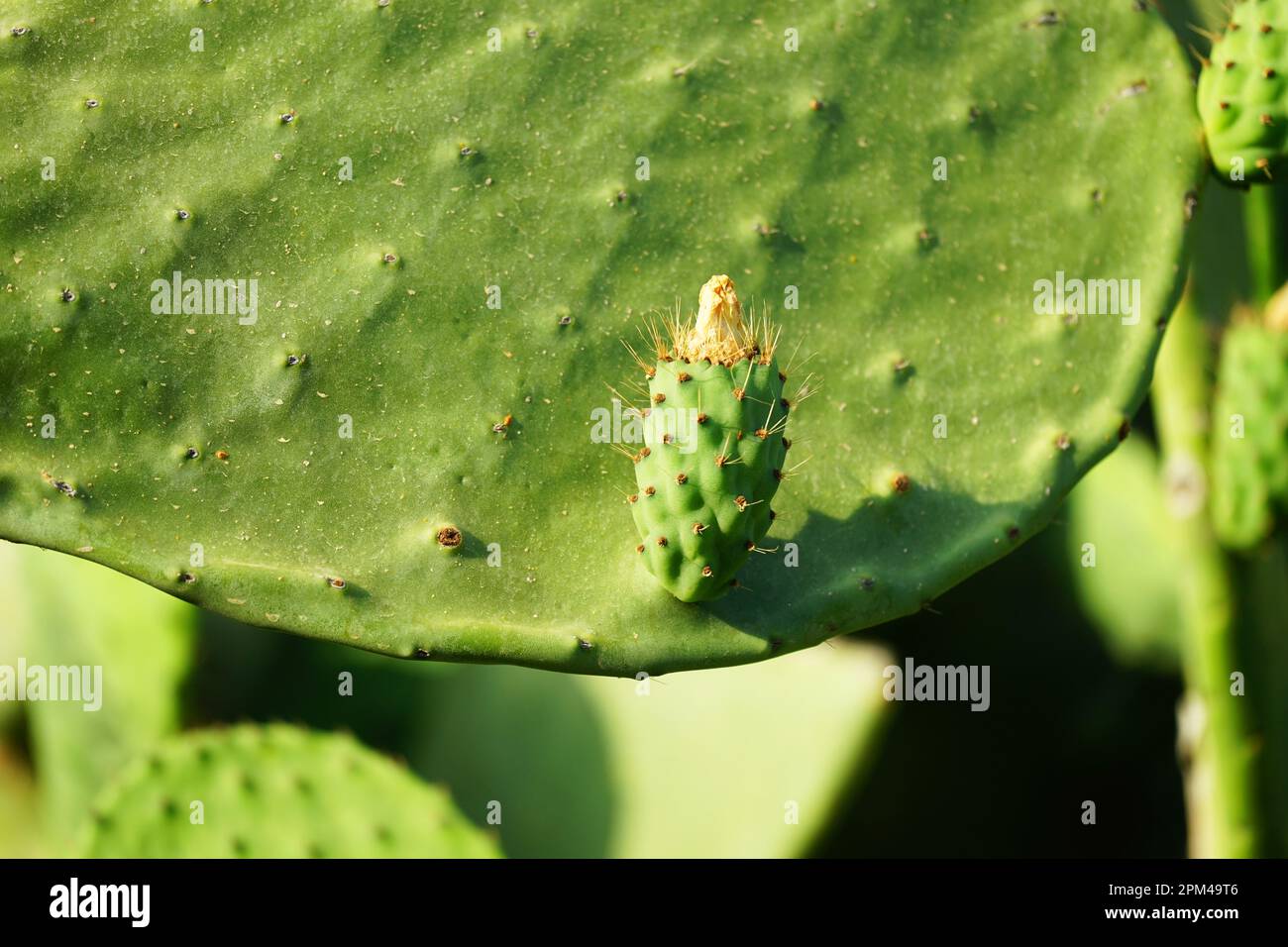 Little Cactus Opuntia in the steppe of Rhodes Greece with a yellow blossom. Ohrenkaktus Ohren Kaktus in Griechenland Stock Photo