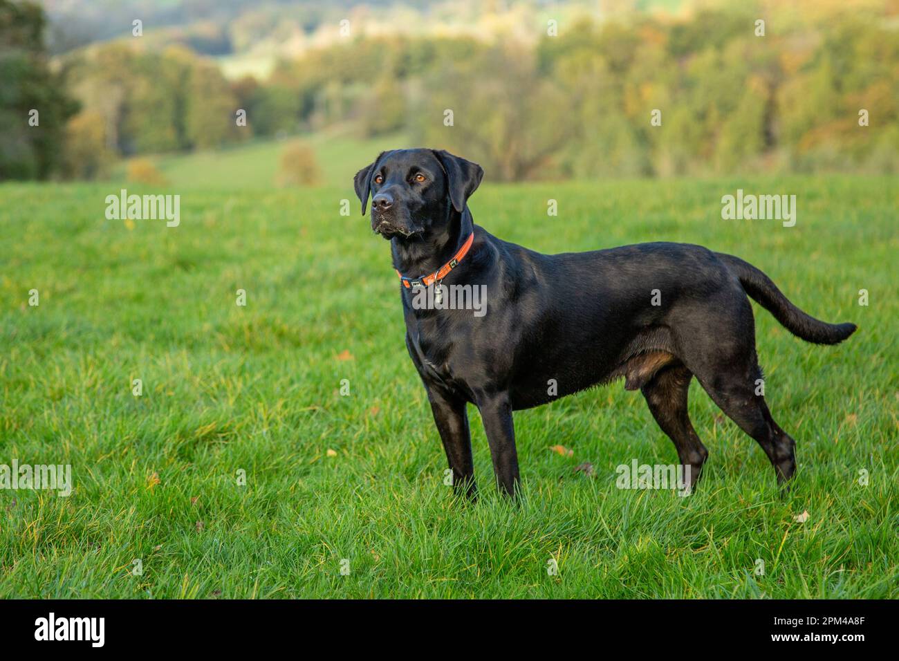 Black labrador retriever in a field whilst gundog training Stock Photo