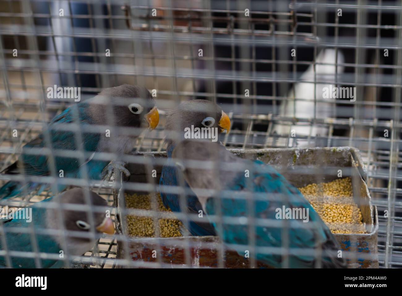 Fische's lovebird or blue maske lovebirds kept in a cage for sale in a