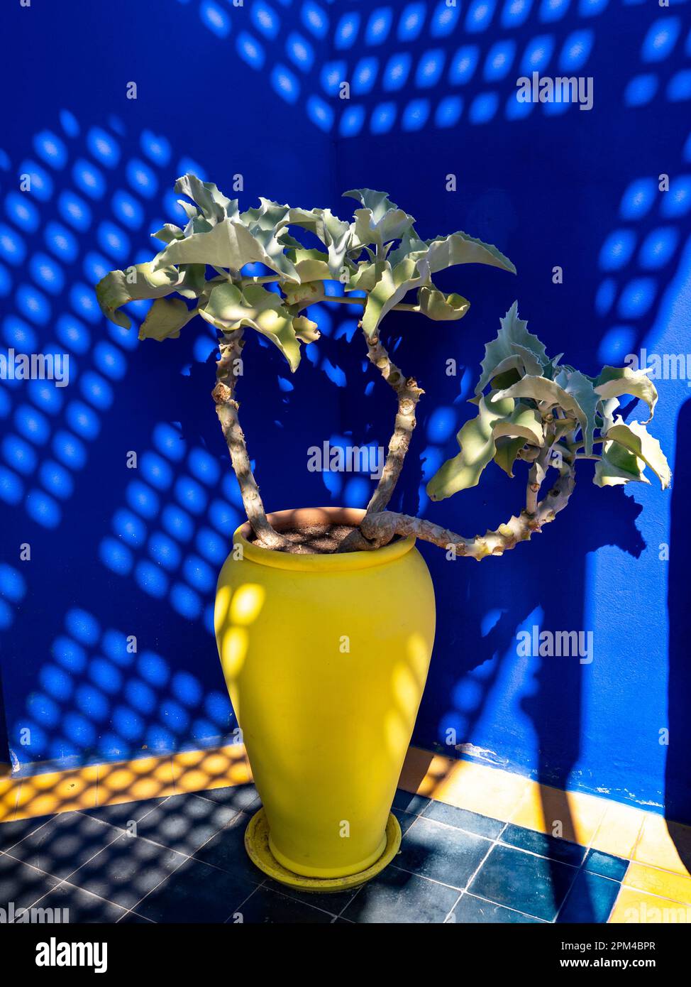 Yellow vase on majorelle blue background Stock Photo Alamy