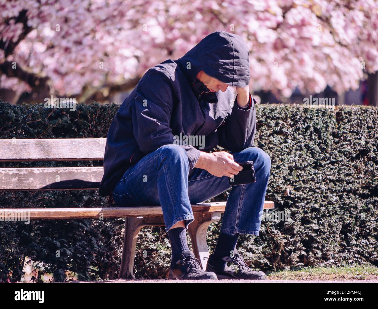Spring Overwhelmed A man sits alone in a park bench, overwhelmed by sadness and magnolia ...