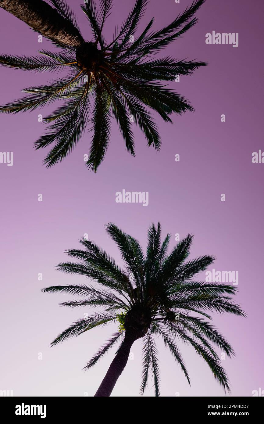 palm trees with sunset a beautiful sunset background Stock Photo - Alamy