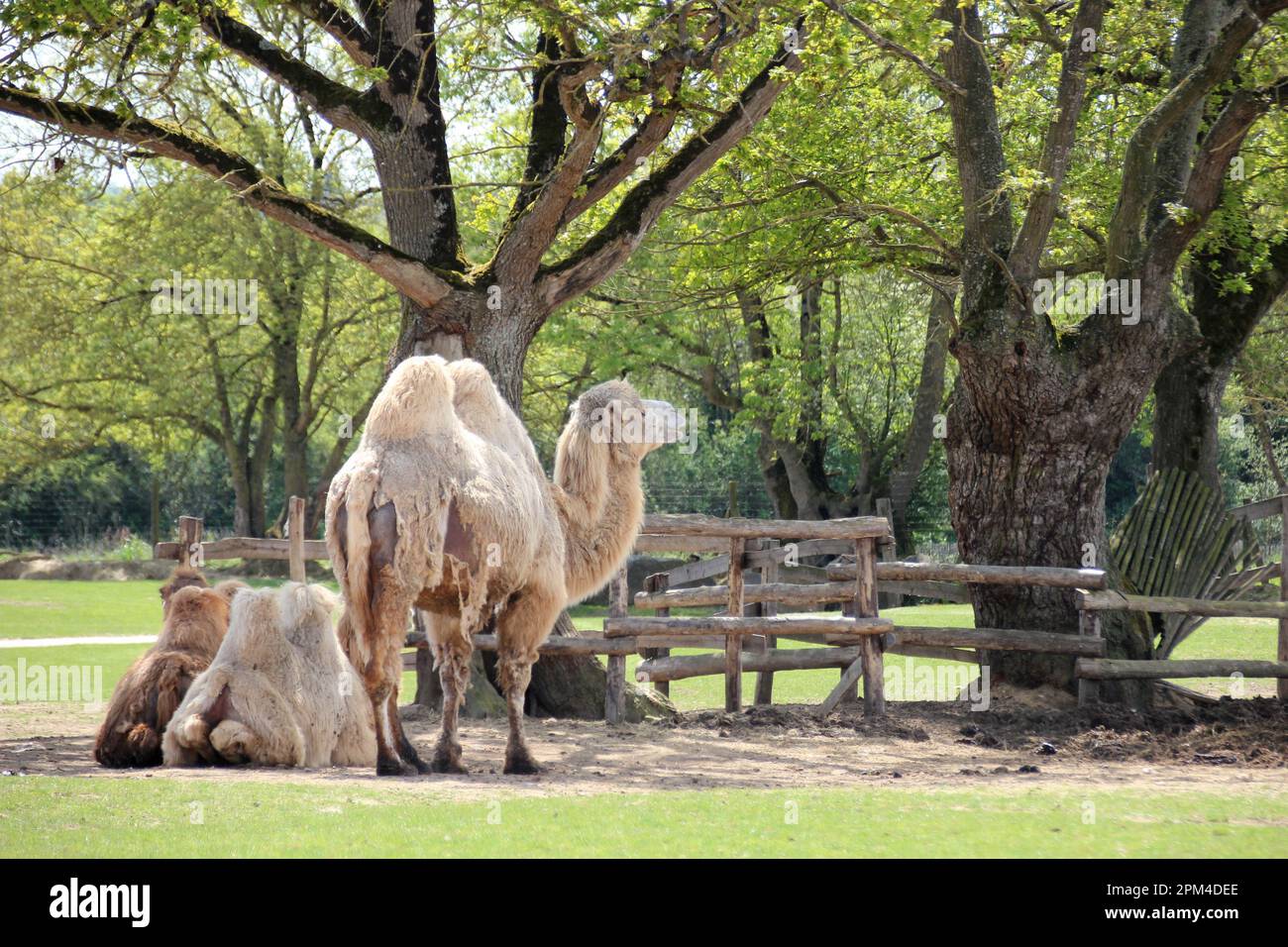 Zoo faune faune sauvage hi-res stock photography and images - Alamy