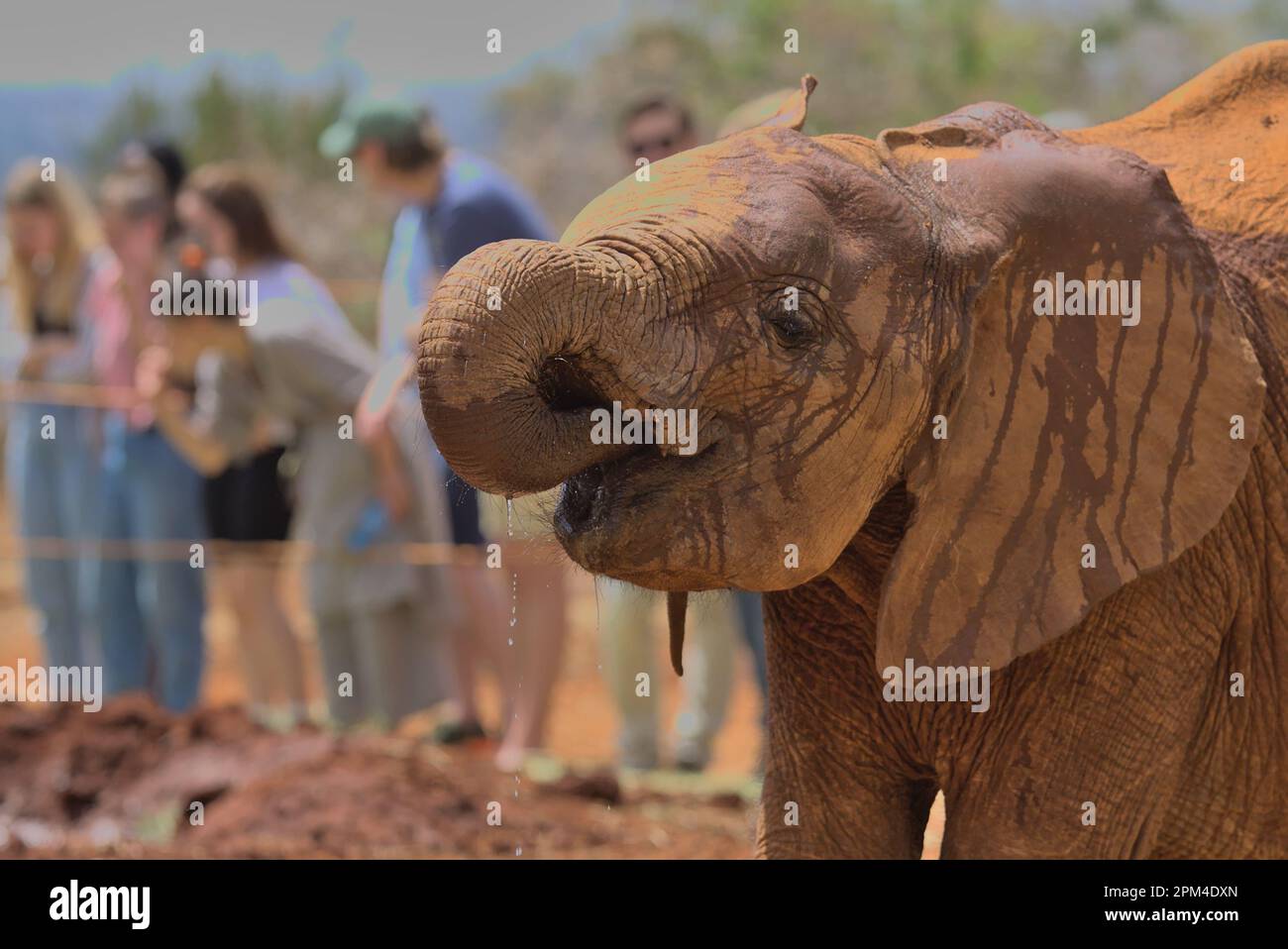 side view of an adorable orphaned baby elephant drinking water at the