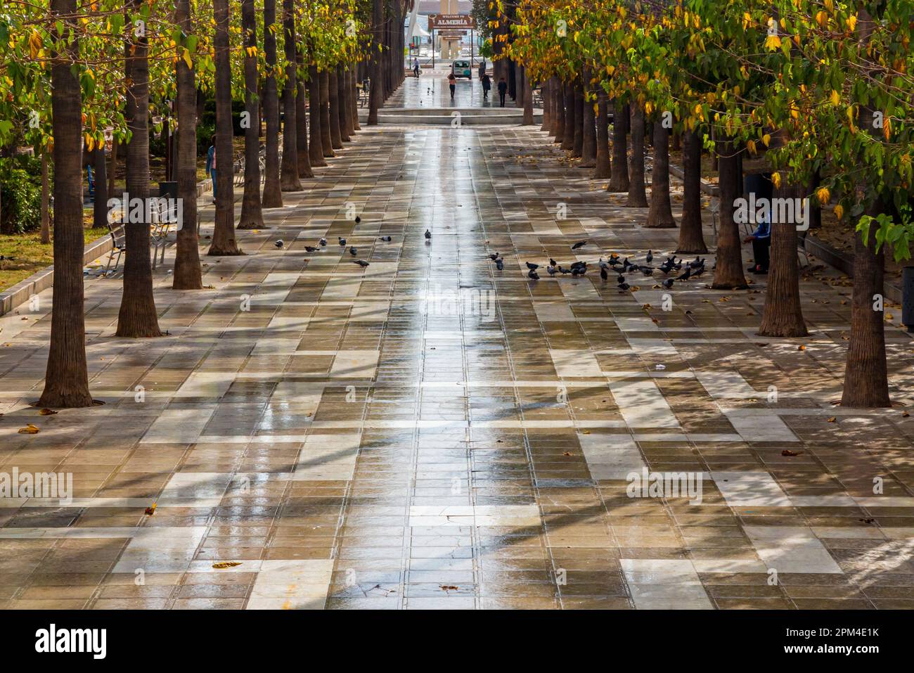 Pigeons feeding on a tiled pavement between an avenue of trees in the centre of Almeria a city in Andalucia in southern Spain. Stock Photo