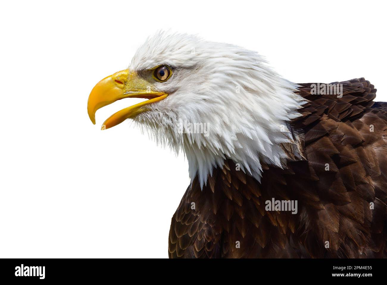 Bald eagle. Close up portrait of an eagle. American sea eagle. Bird of prey, isolated on white background with copy space. Stock Photo