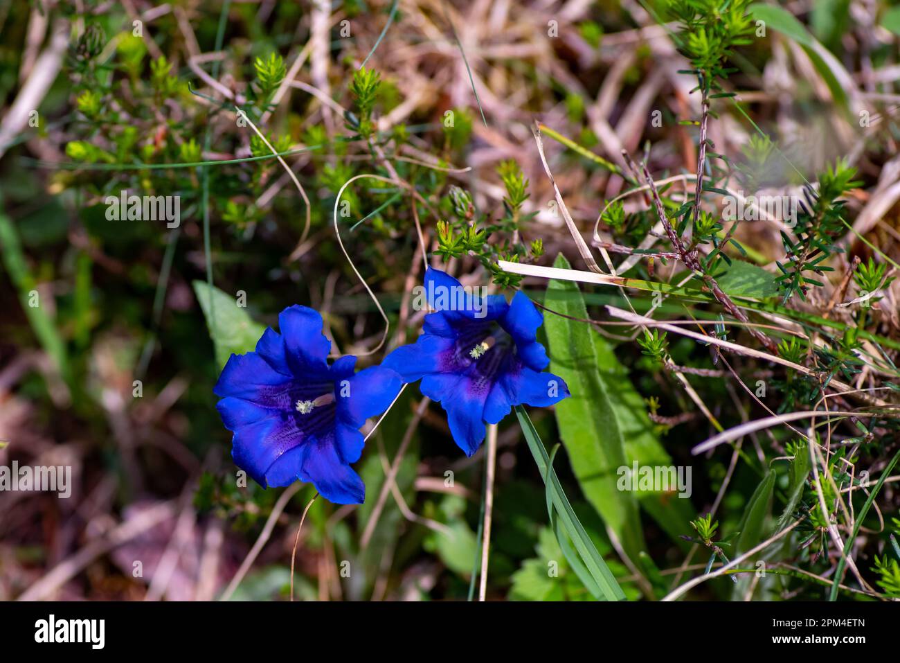 Wild, deep blue flowering gentian, Gentiana, on the forest floor Stock Photo