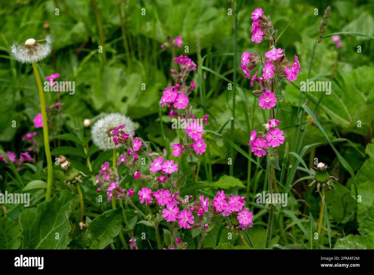 Botanical green pink hi-res stock photography and images - Alamy