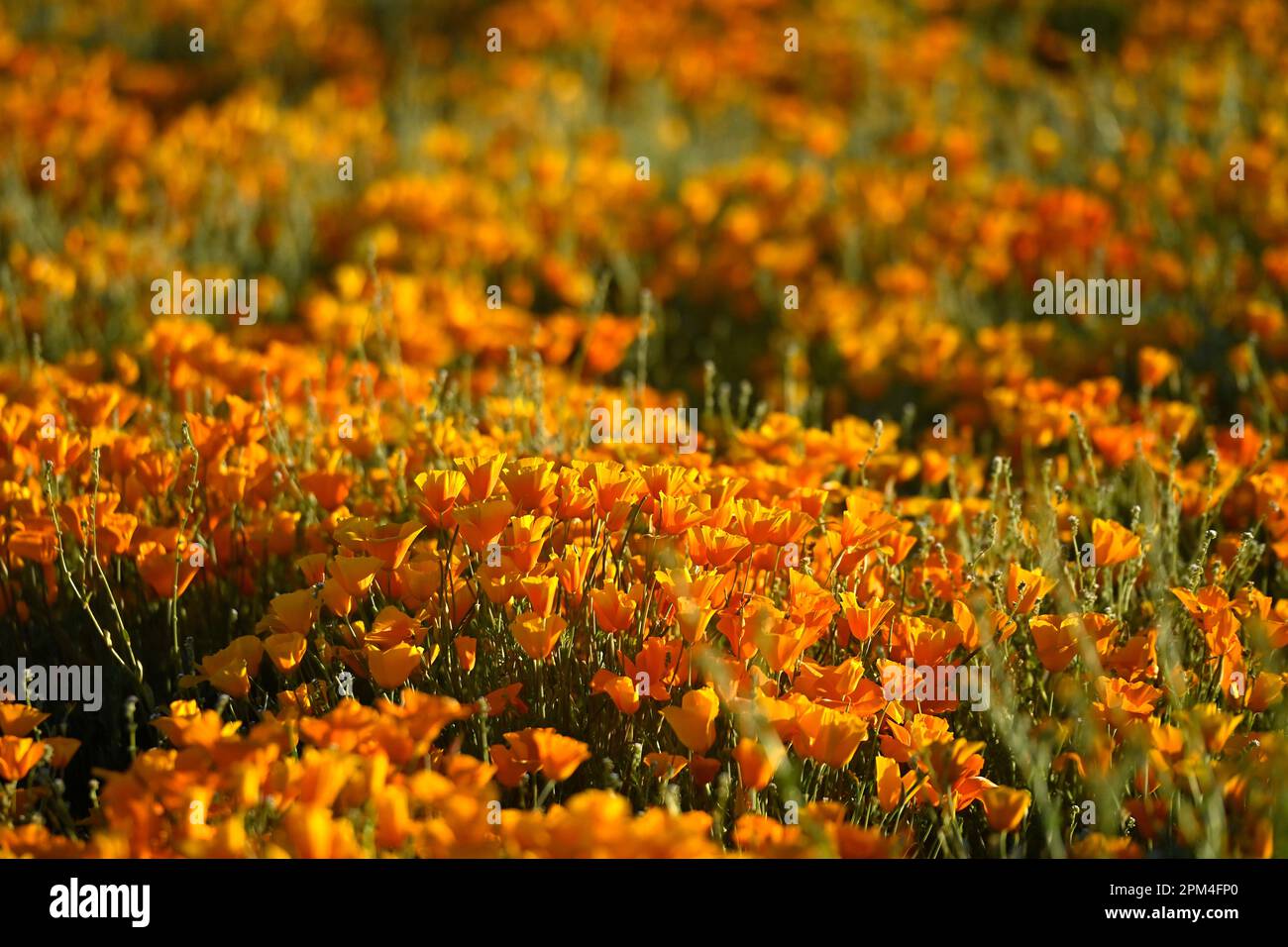 Golden Valley, Arizona, USA. 10th Apr, 2023. Golden Poppies bloom