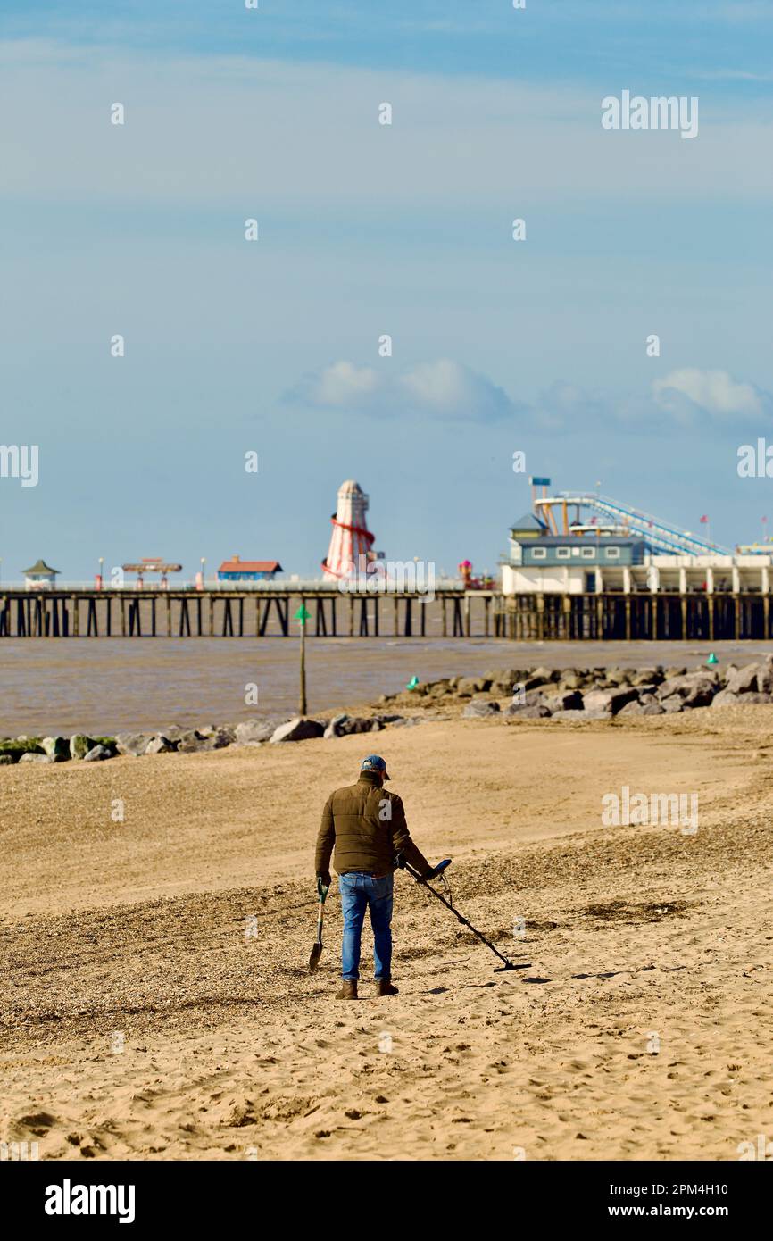 Metal detectorist searching the beach at Clacton on Sea, Stock Photo