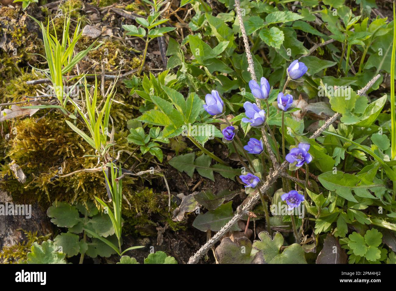 blue spring flowers in the forest Stock Photo - Alamy