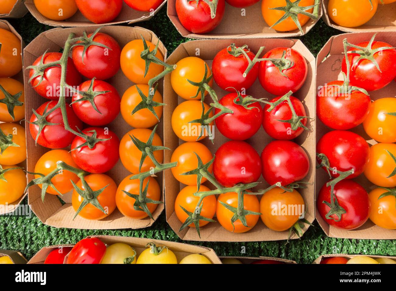 Fresh cheery tomatoes on the vine Stock Photo