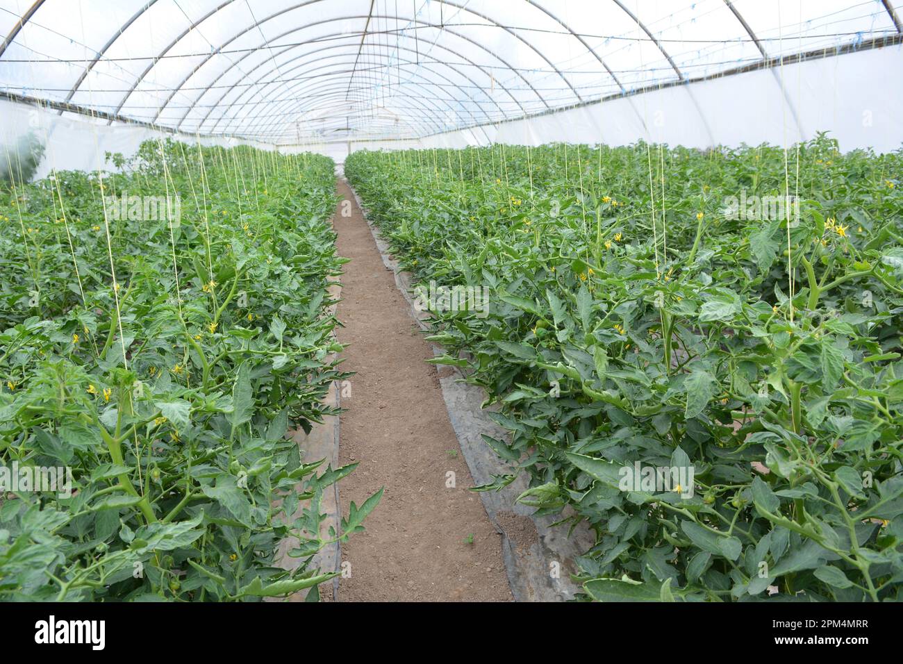 Greenhouse where vegetables are grown in organic soil Stock Photo - Alamy