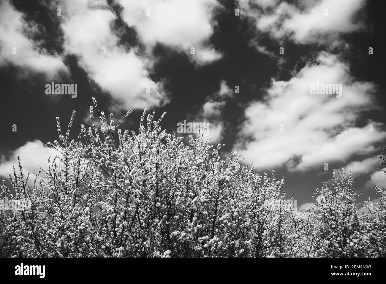 Blooming cherry trees under sky with white clouds. Ile-de-France, France. Spring beautiful nature organic agriculture background. Black white photo Stock Photo