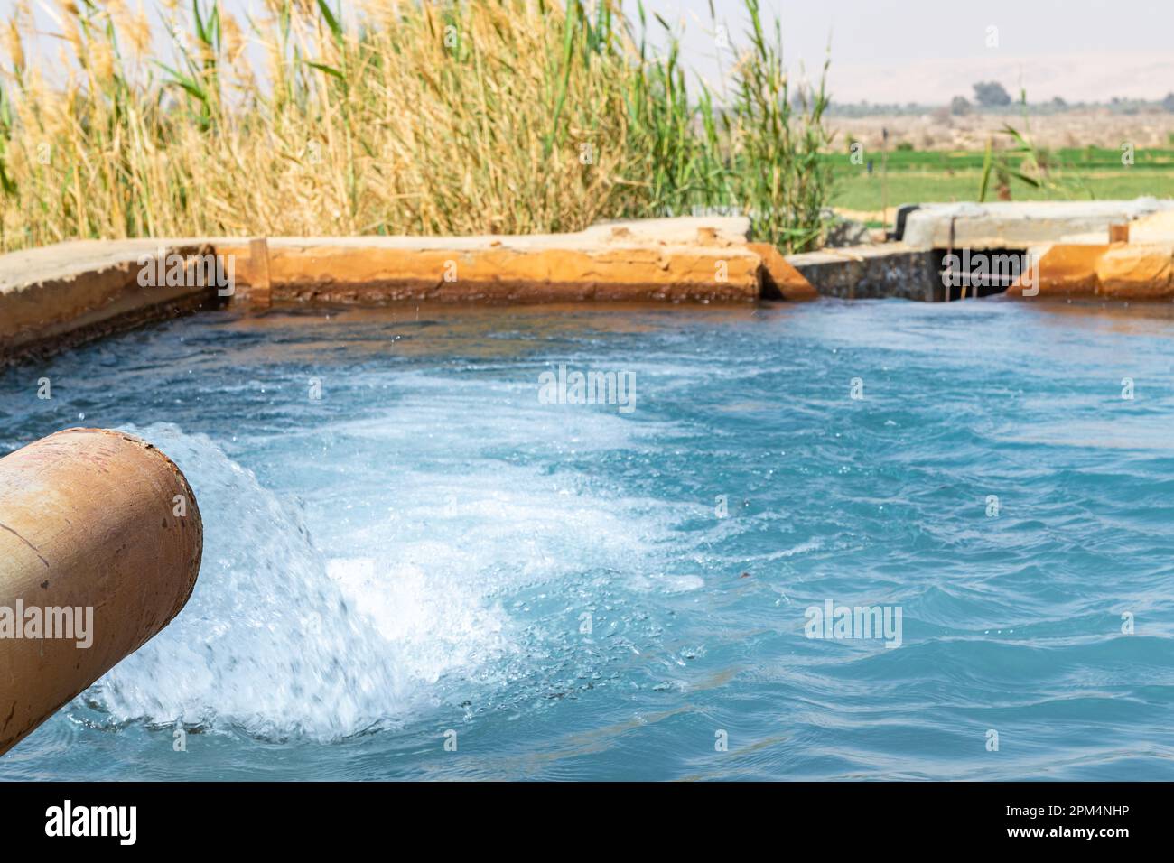 The water flowing from a natural spring in the Bahariya Oasis in the desert in Egypt Stock Photo