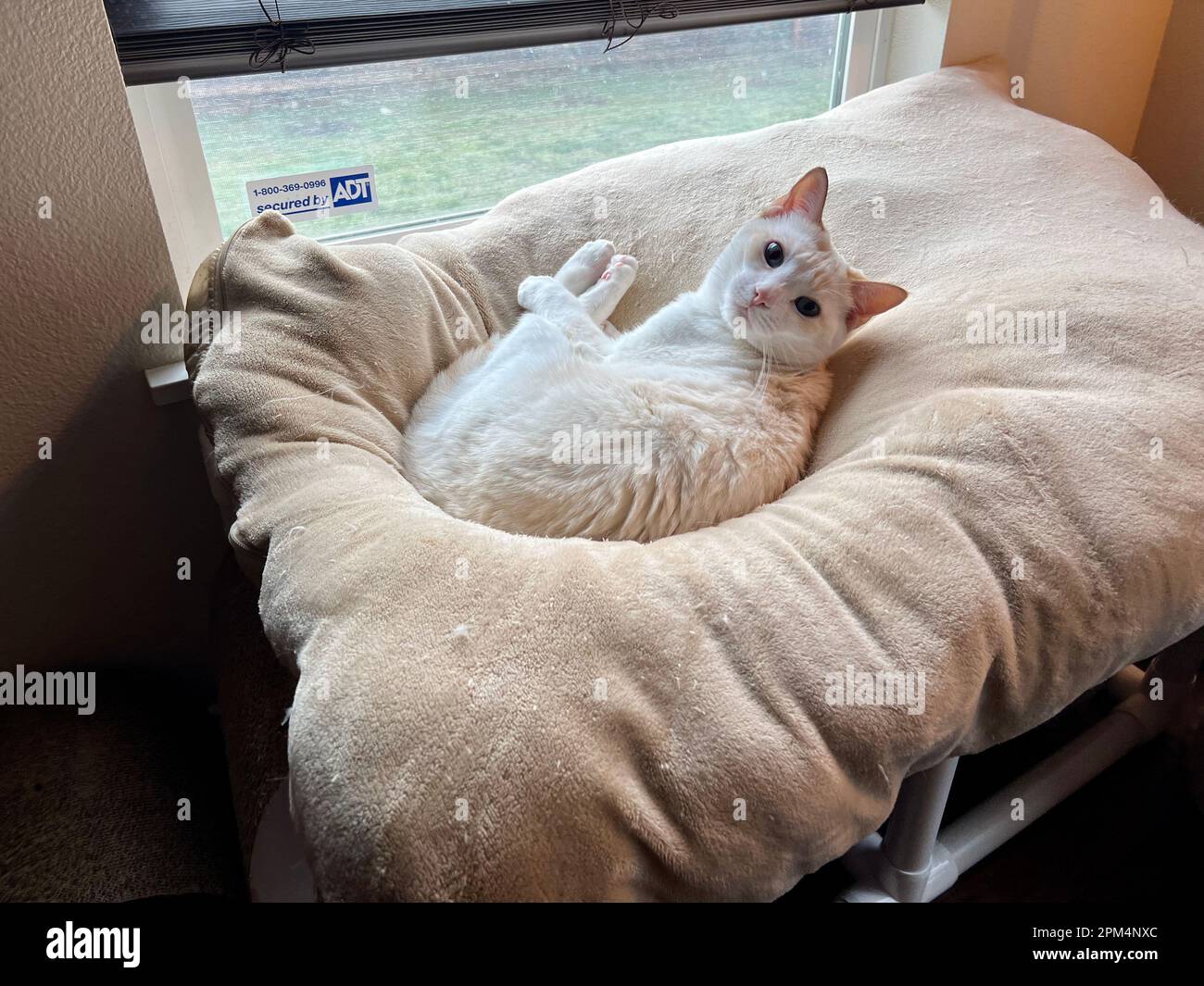Mitzie the flamepoint Siamese Stock Photo