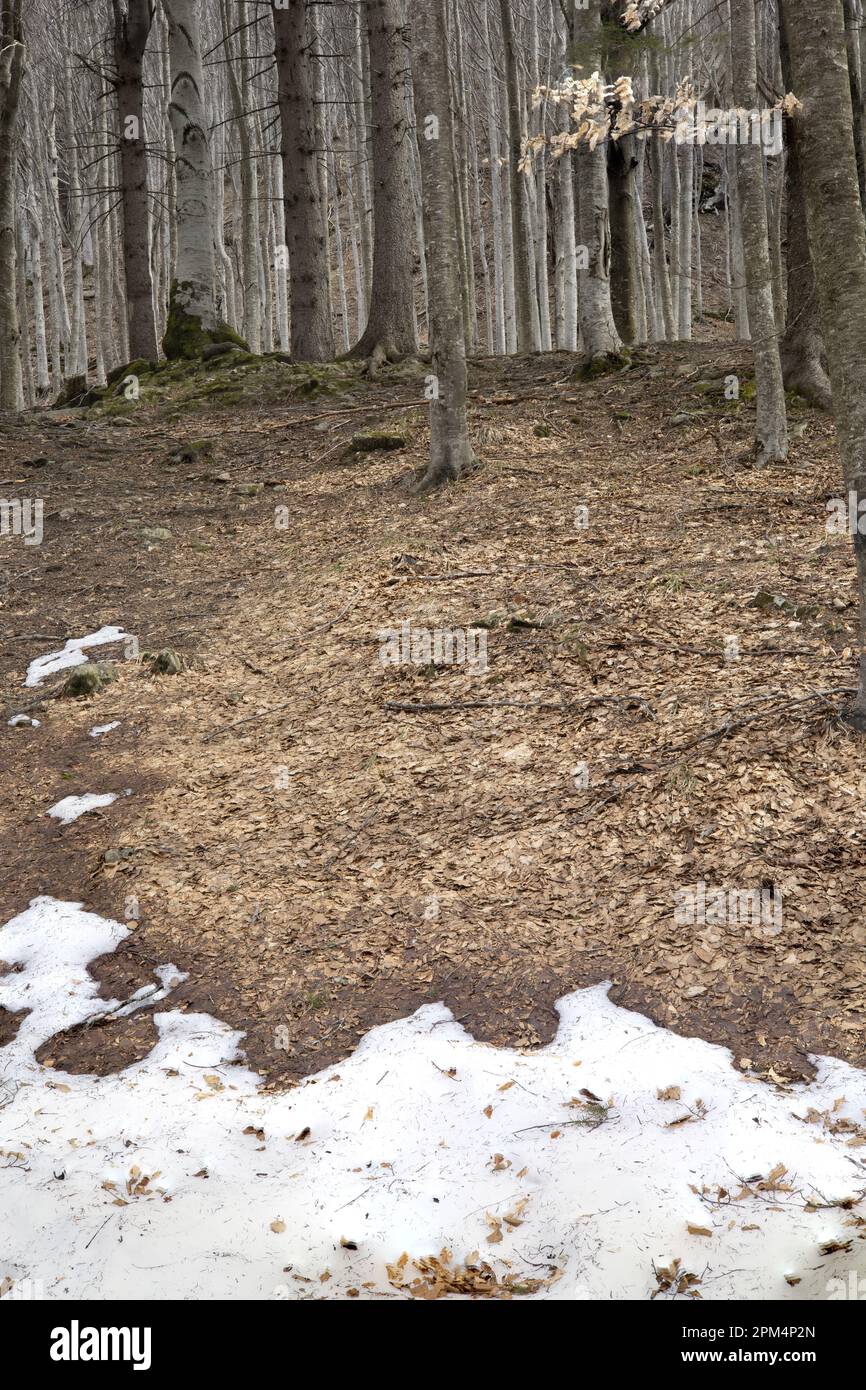 Mountain forest with stream and snow Stock Photo