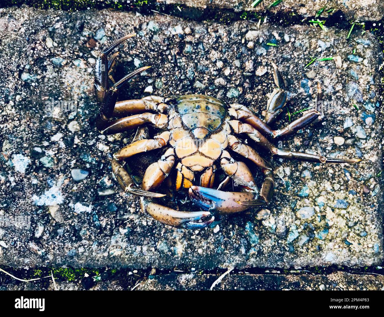 Dead, upturned velvet crab dropped by seagull onto garden path. Velvet (Necora puber) crabs are famously feisty and also known as the fighter crab. Stock Photo