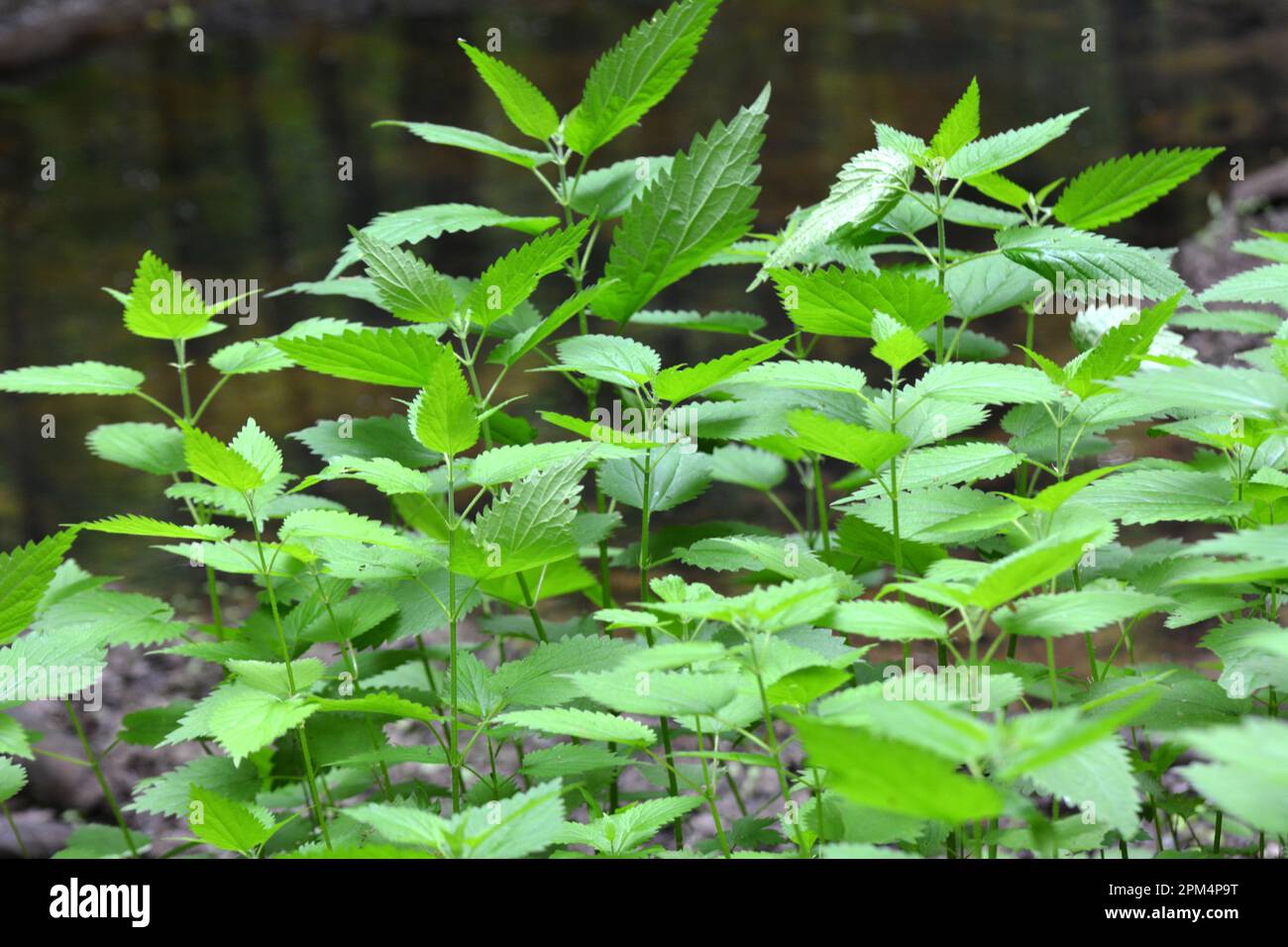 The nettle dioecious (Urtica dioica) with green leaves grows in natural ...