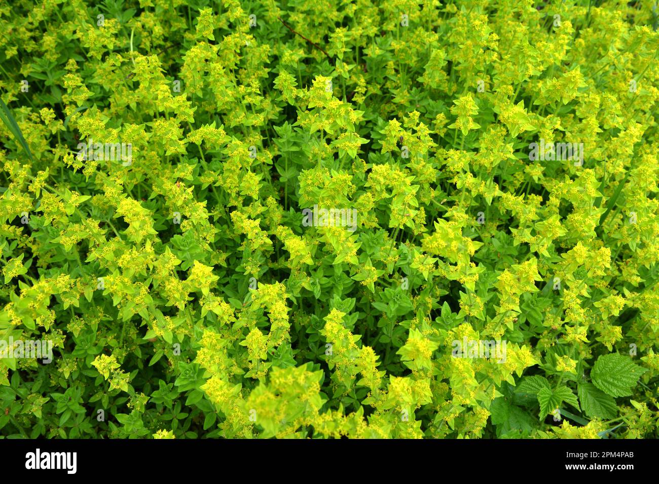 Cruciata laevipes grows among grasses in the wild Stock Photo