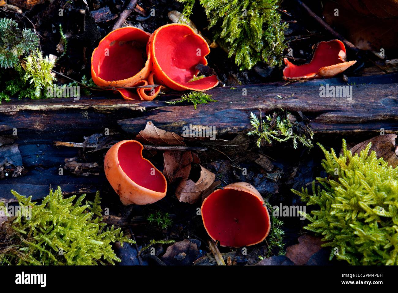 Sarcoscypha austriaca,Austrian cup tumbler,fungi, Czech Republic Stock Photo