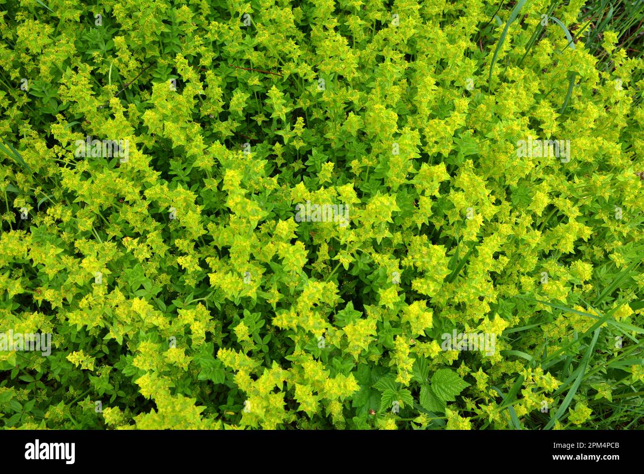 Cruciata laevipes grows among grasses in the wild Stock Photo