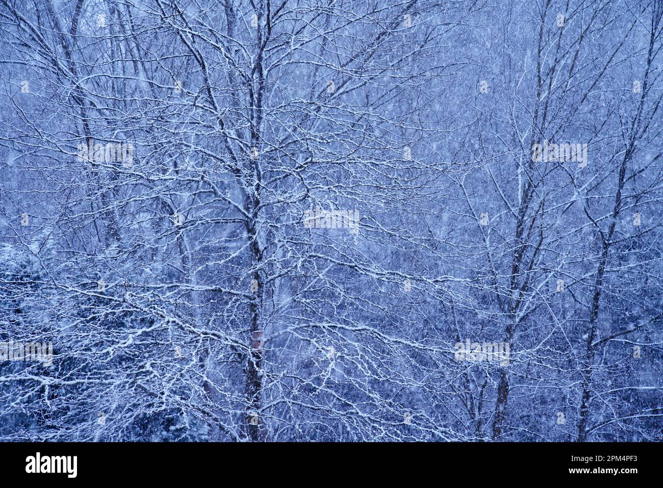 Snowfall scenery hi-res stock photography and images - Alamy