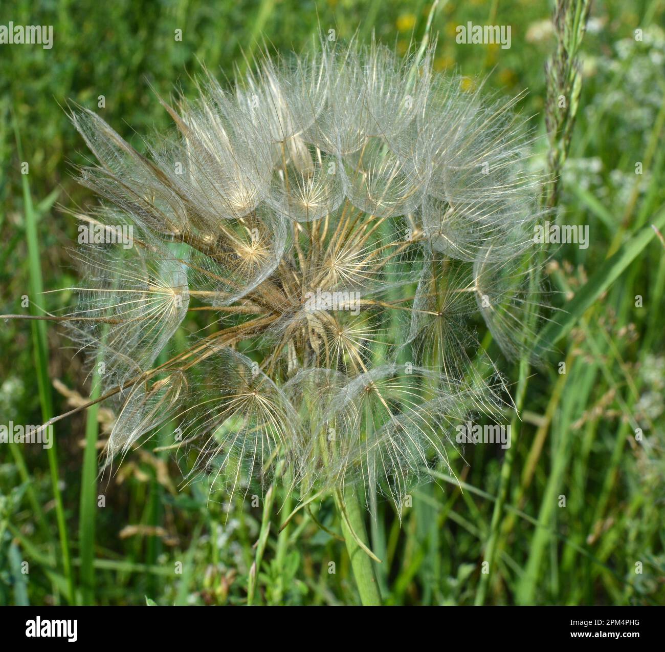Tragopogon dubius grows in the wild in summer Stock Photo