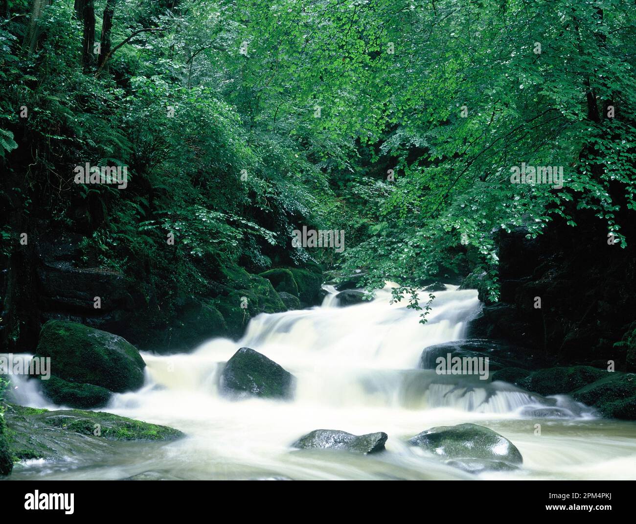 England. Cumbria. Ambleside. Stock Ghyll Force fast flowing stream. Stock Photo