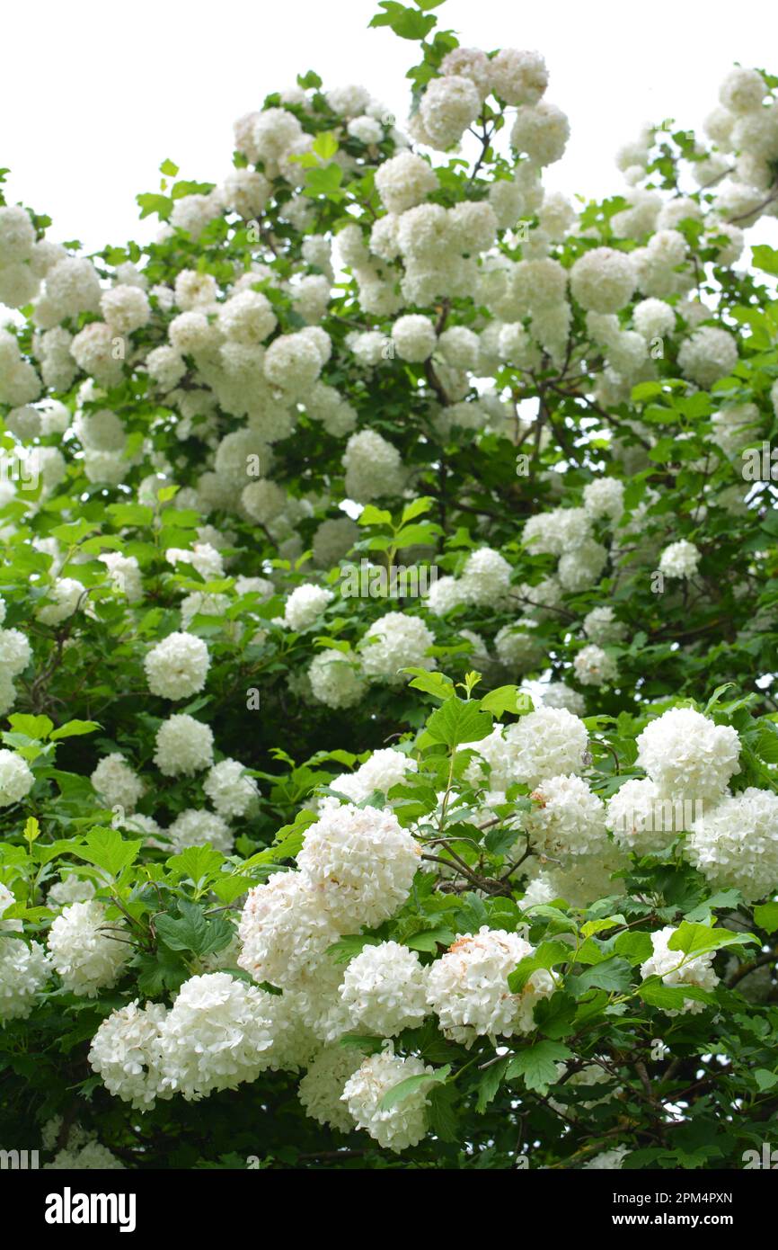 The flowers of the ornamental bush viburnum opulus bloom white in nature Stock Photo