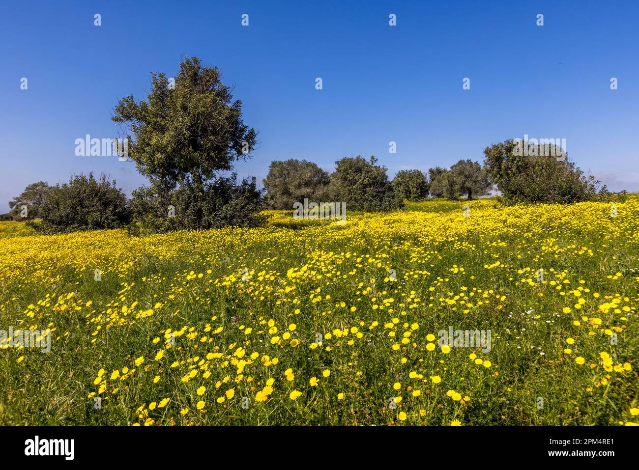 Carob trees in blooming spring meadows near Kormacit. Kormakitis, Cyprus Stock Photo